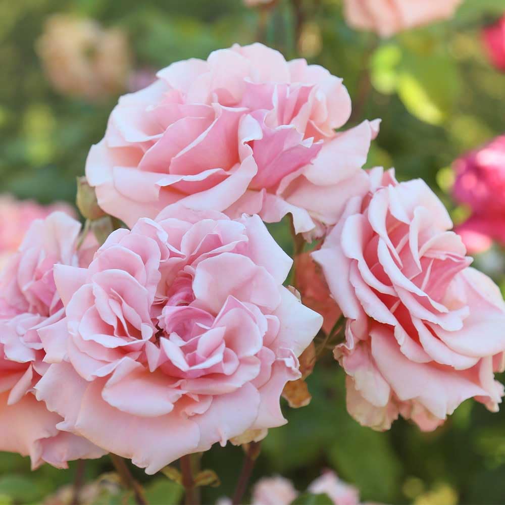 Heirloom Grandiflora Roses, Live Own Root Plant for Outdoor Garden, Mother of Pearl®, Lightly Fragrant, Hardiness Zones: 6-9, Repeat Blooming