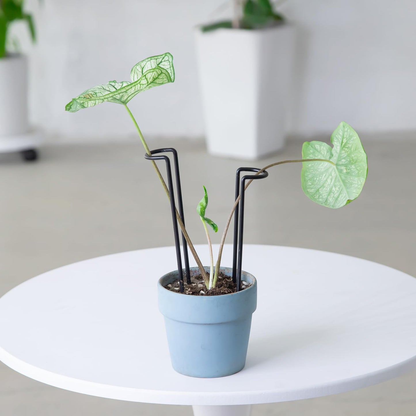 GOOOXIM 10 Pack Indoor Plant Support for Monstera Trellis Stakes and Stem Holder - Perfect for Small Indoor Plants, Desktop Gardens & Flower Shelf Use, Easy to Set Up and Efficient Support