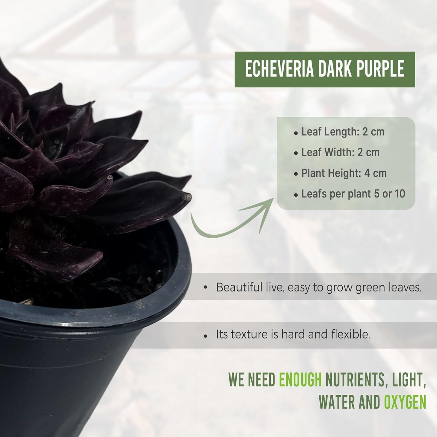 LEAL PLANTS ECUADOR Caladium Limelite Fancy, Begonia Cruz de Hierro, Echeveria Dark Purple, Epipremnum Aureum, Sansevieria Black & Gold (Pack of 5) Live Plant Perfect for Indoor & Outdoor