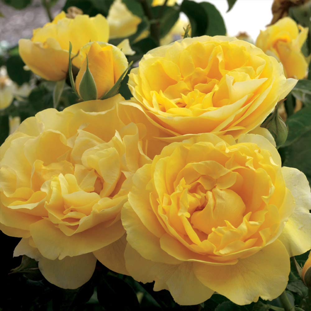 Heirloom Grandiflora Roses, Live Own Root Plant for Outdoor Garden, Happy Go Lucky™, Moderately Fragrant, Hardiness Zones: 6-10, Continual Blooming