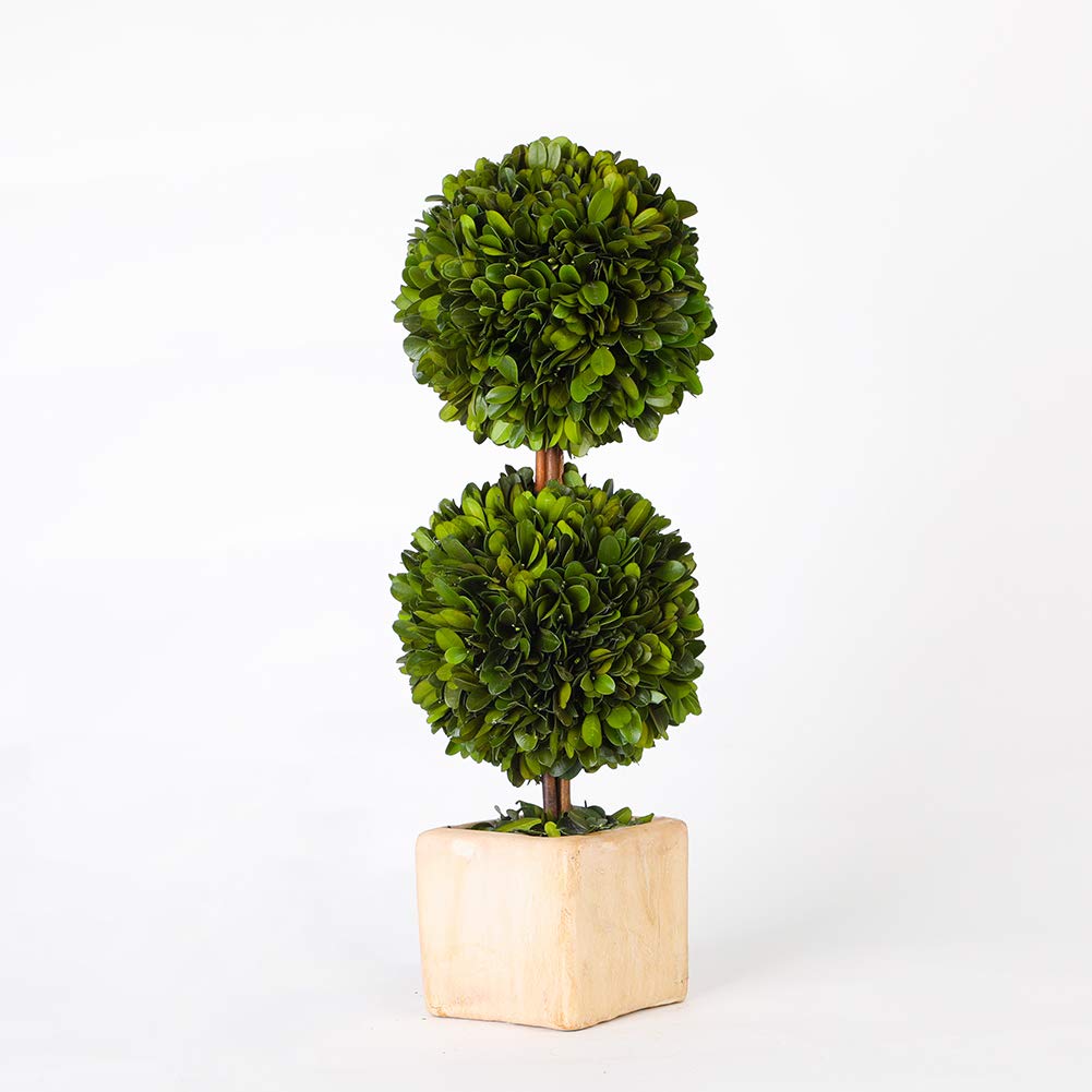 Real Preserved Boxwood Evergreen Potted Tree Globe Tree Topiary in Terracotta Planter, Home Hotel Office Decor Farmhouse (Double Balls Topiary, 12 inches high)
