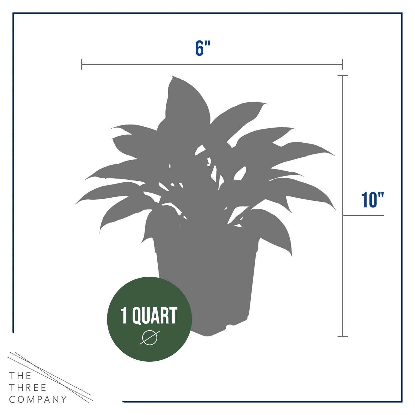 Live Perennial Hosta - So Sweet (3 Plants Per Pack) Beautiful Accent Plant, 10" Tall by 4" Wide in 1 Qt Pot