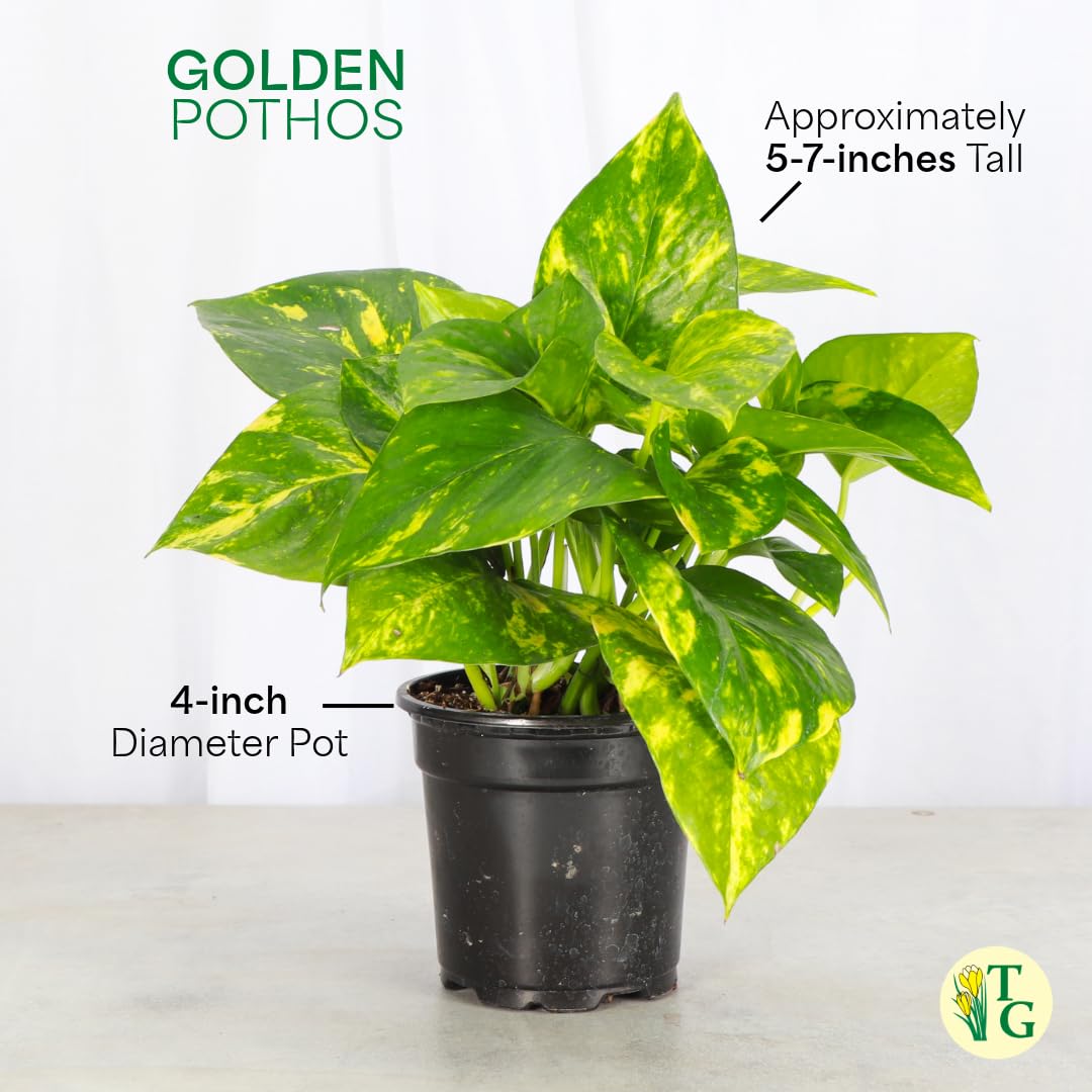 Thorsen's Greenhouse Golden Pothos, Live Indoor Vining Plant, Easy to Grow, Variegated Houseplant, Natural Air Purifier (White, 4-inch Pot)
