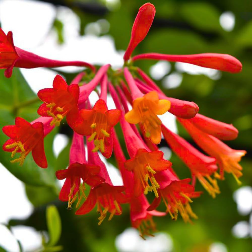 Fragrant Red Coral Honeysuckle Plants Live Vines, Perennial Lonicera Honeysuckle Plants, 5 to 9 Inches Tall