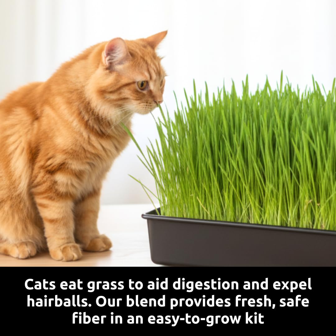 Cat Grass Growing Kit - Cat Lover Holiday Gift - Organic Seed, Jute Grow Mats, No Tools Needed - 10 x 10 Grow Container - Great for Indoor or Outdoor Pets - Complete Set - White Elephant