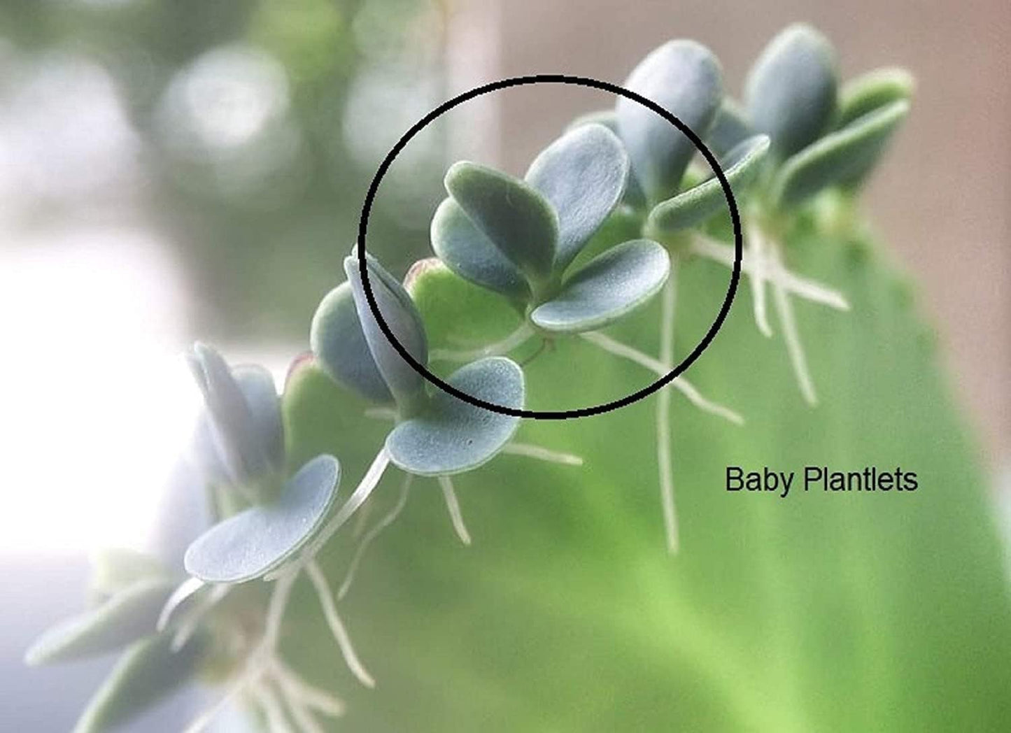 Mother of Thousands Live Plant –Medium Adult in 2 Inch Pot - Kalanchoe Succulent with Baby Plantlets – Easy Care Indoor Succulent Houseplant
