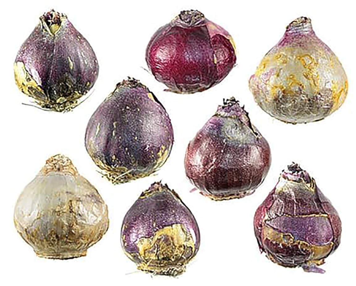 5 Aida Hyacinth Bulbs - 16-17 cm, Vibrant Spring Blooms in Rich Colors for Zones 4-10, Pre-Chilling Required for Zones 8-10 for Optimal Growth