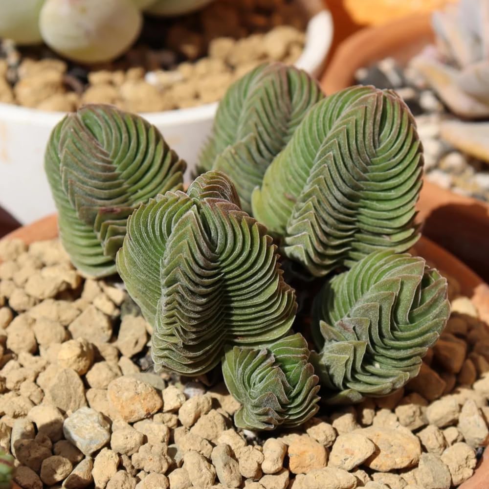 Live Succulent Crassula, Set 2 Crassula Well Rooted in 3.25 Inches Pot, Houseplant for Home Office Decor