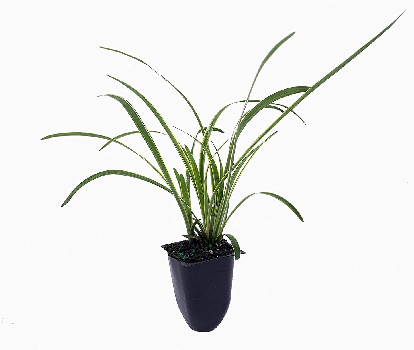 Variegated Liriope | 30 Live Plants | Liriope Muscari Variegata | Ornamental Ground Cover Plants | Evergreen Foliage