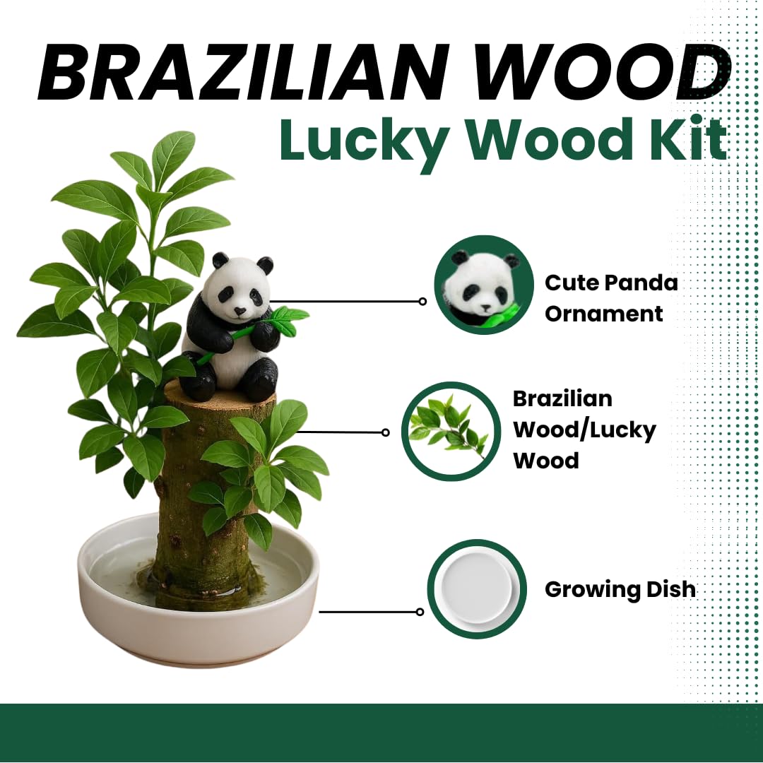 Brazilian Willow Wood Desktop Grow Kits - Great Gift for Office or Wedding Party - Office Secret Santa Gift Exchange - White Elephant - Lucky Joy Kit (2 Kits)