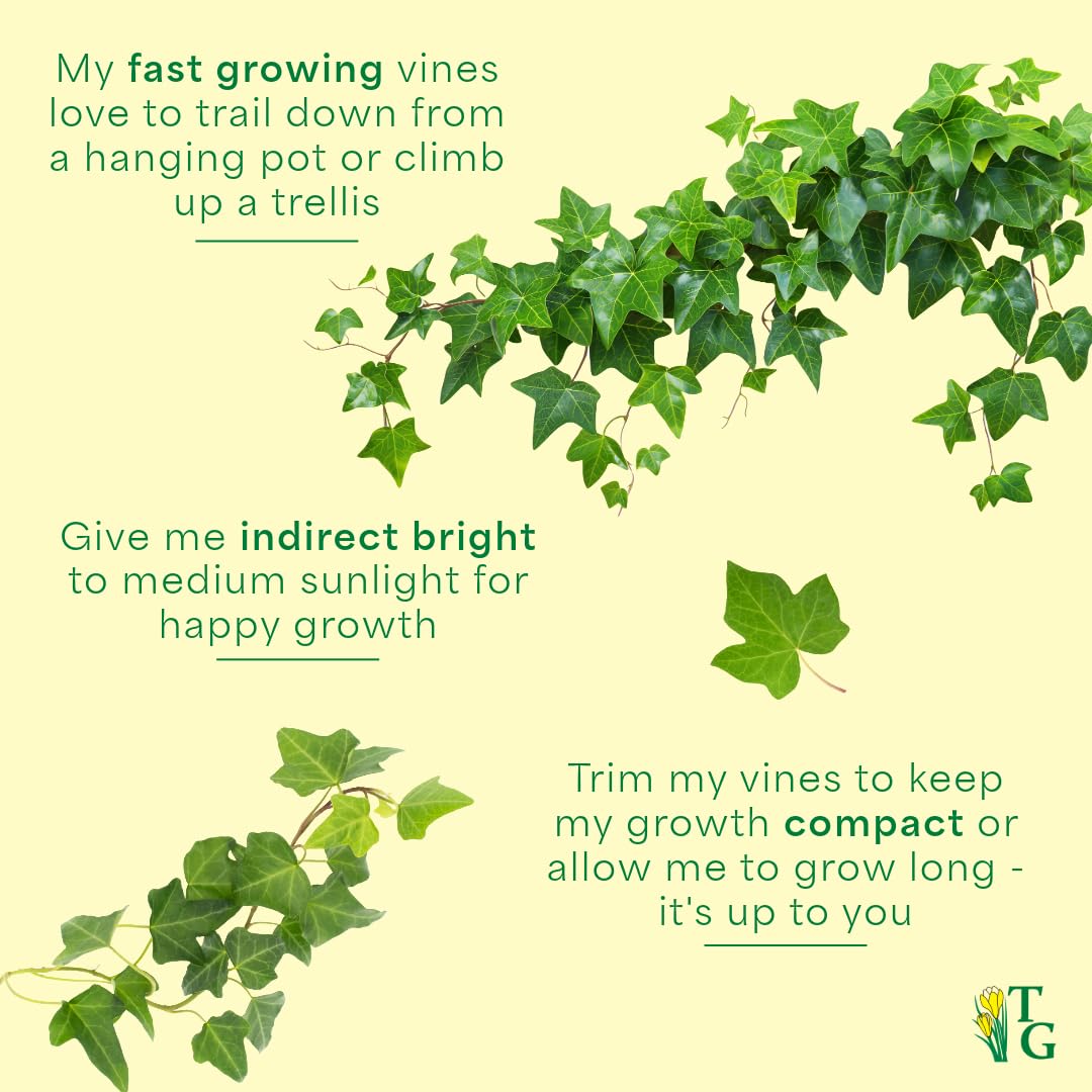 Thorsen's Greenhouse Green English Ivy Plant, Hedera Helix, Trailing Plant, Live Indoor Plant, 4" Diameter Pot, Black Hanging Pot