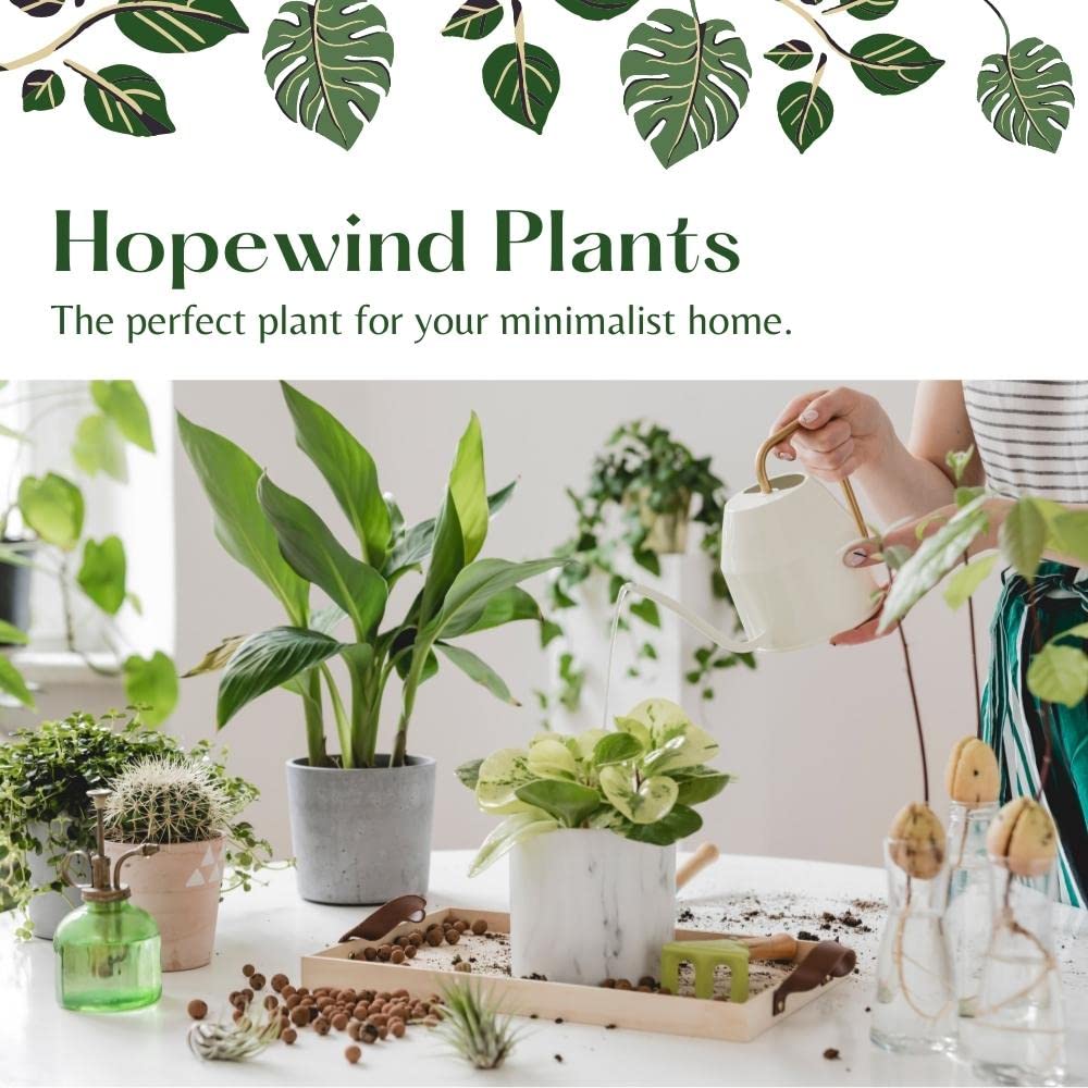 Bonnie Curly Spider Plant, Variegated Curly Leaves, Easy to Care and Grow Attractive Plant in 4 inch Pot - Hopewind Plants Shop