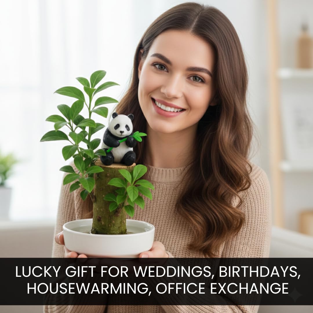 Brazilian Willow Wood Desktop Grow Kits - Great Gift for Office or Wedding Party - Office Secret Santa Gift Exchange - White Elephant - Lucky Joy Kit (2 Kits)
