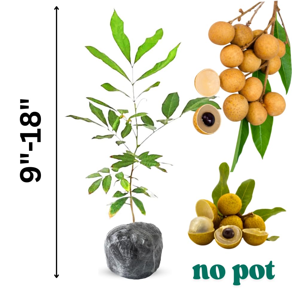 2 Longan Trees Live Plants Tropical Fruit 8-12" Tall Seedling, Zones 9-11