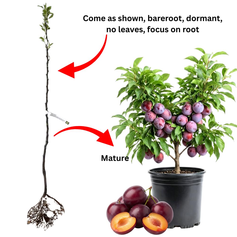 Red Plum Tree 3 Feet Tall, Hardy Plum Variety for Planting, Sweet Plum Fruit, Dormant in Winter, Bareroot
