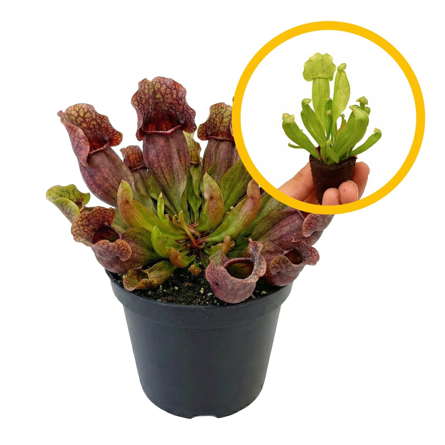 ragnaroc Sarracenia Purpurea SSP. Venosa 2-4" (Purple Pitcher Plant) 8ct – Live Plant for Indoor Outdoor Use, Carnivorous Plants – Live Arrival Guaranteed