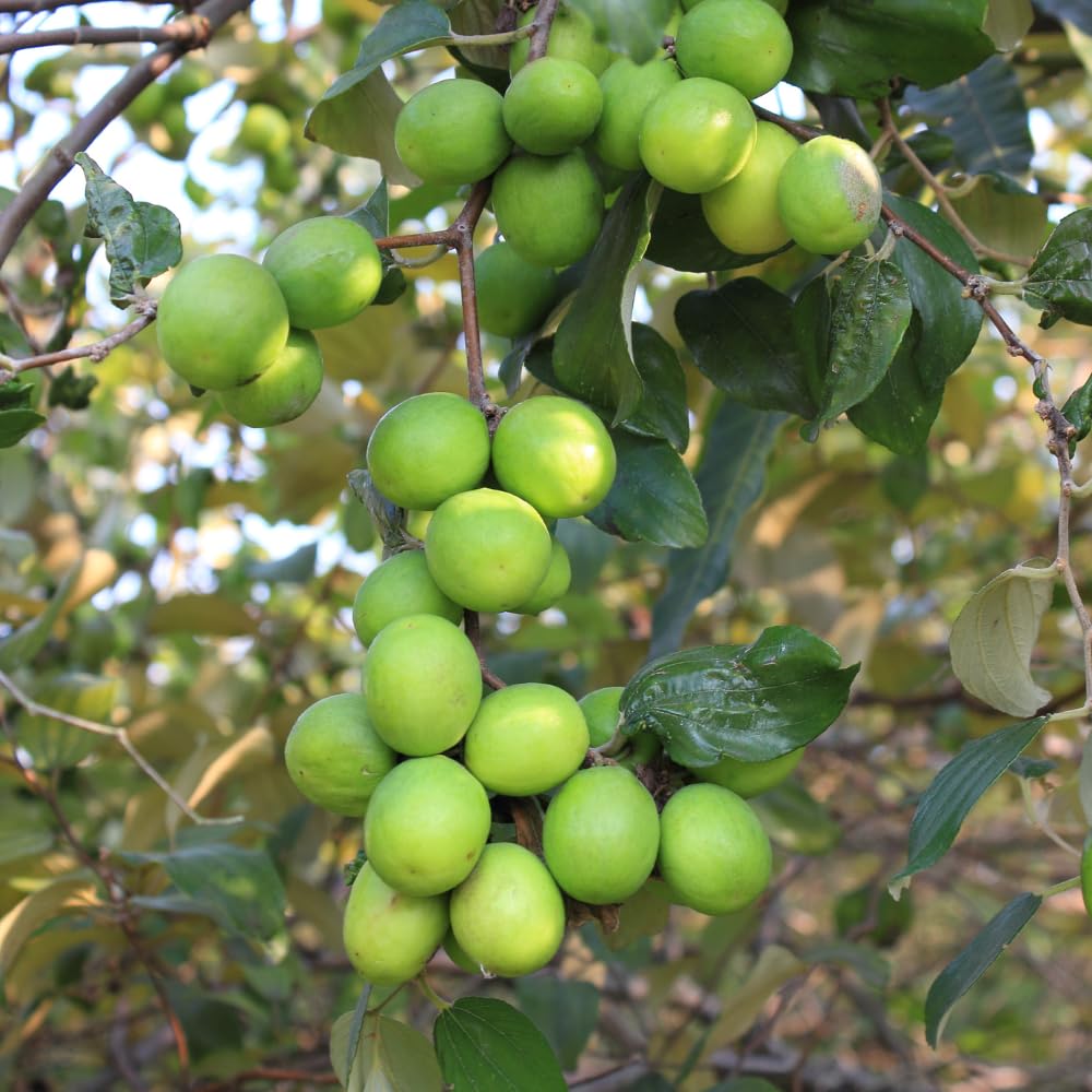 Thai Jujube Tree Live Plant in 3 Gallon Container, Sweet Apple Date Tree, 2 Feet Tall, Hardy and Perennial, No Ship to CA