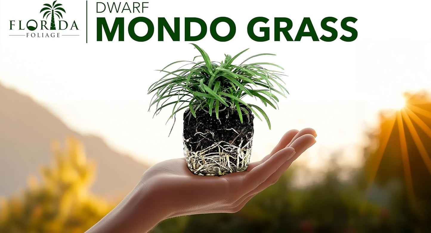 Dwarf Mondo Grass | 3 Large 4 Inch Pots | Ophiopogon Japonicus Nanus | Live Evergreen Shade Loving Groundcover