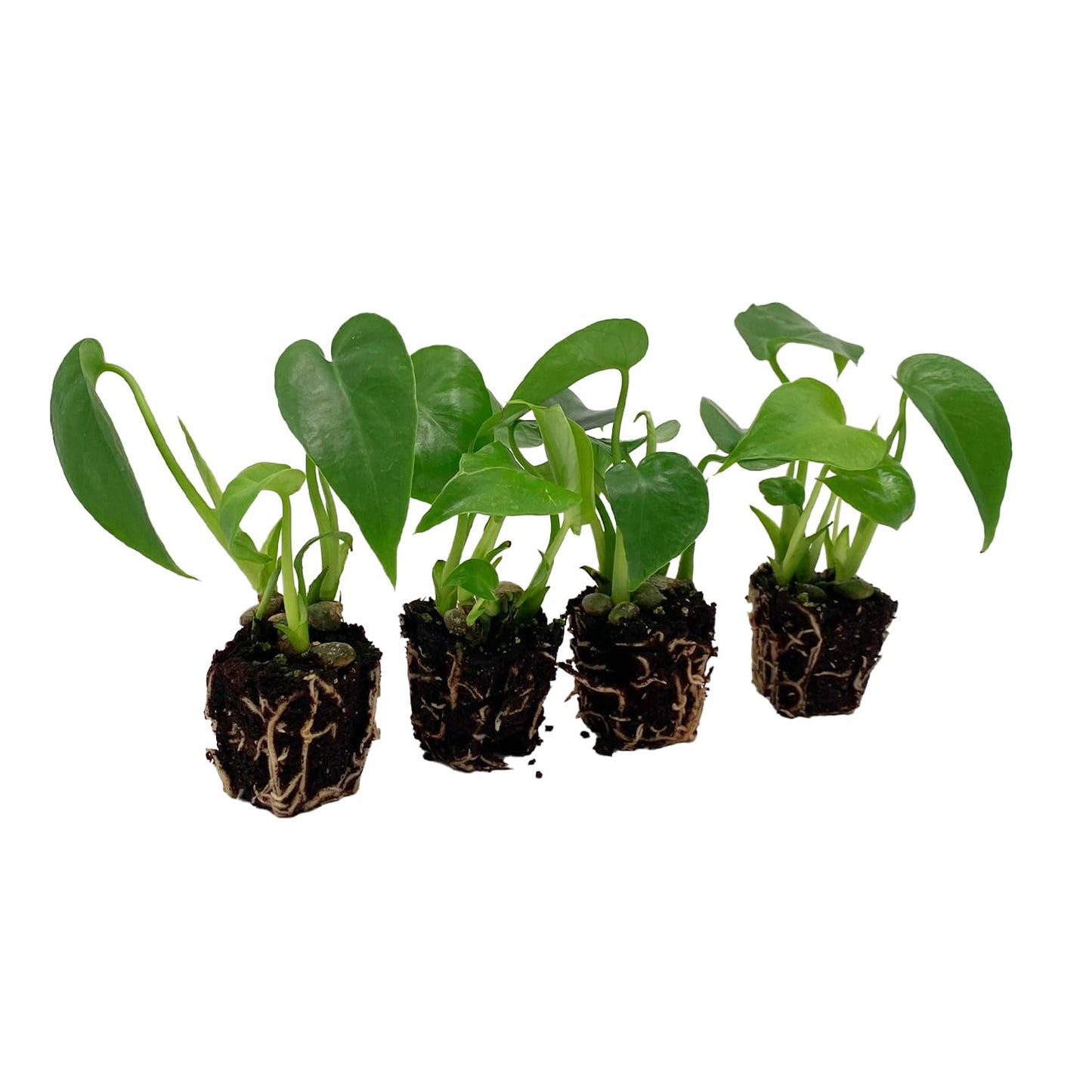 ragnaroc Monstera Deliciosa 2-4" 2ct – Live Plant for Indoor Outdoor Use, Garden & Landscaping – Live Arrival Guaranteed