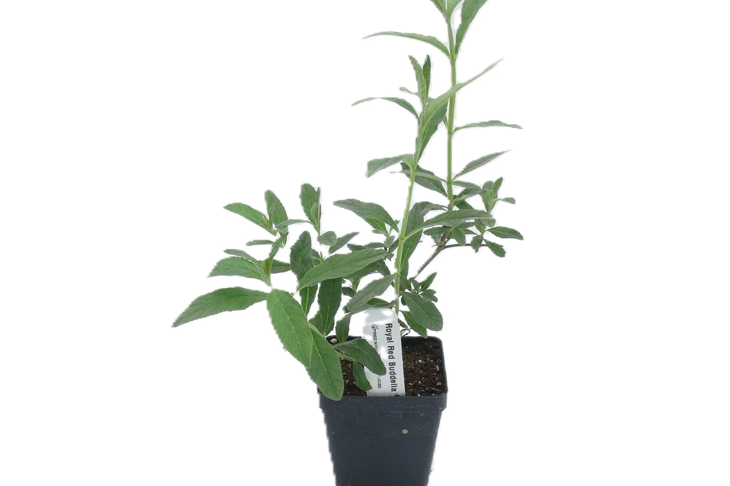 Greenwood Nursery: Live Shrub Plants - Royal Red Butterfly Bush + Buddleja/Buddleia Davidii - [Qty: 1x Pint Pot] - (Click for Other Available Plants/Quantities)