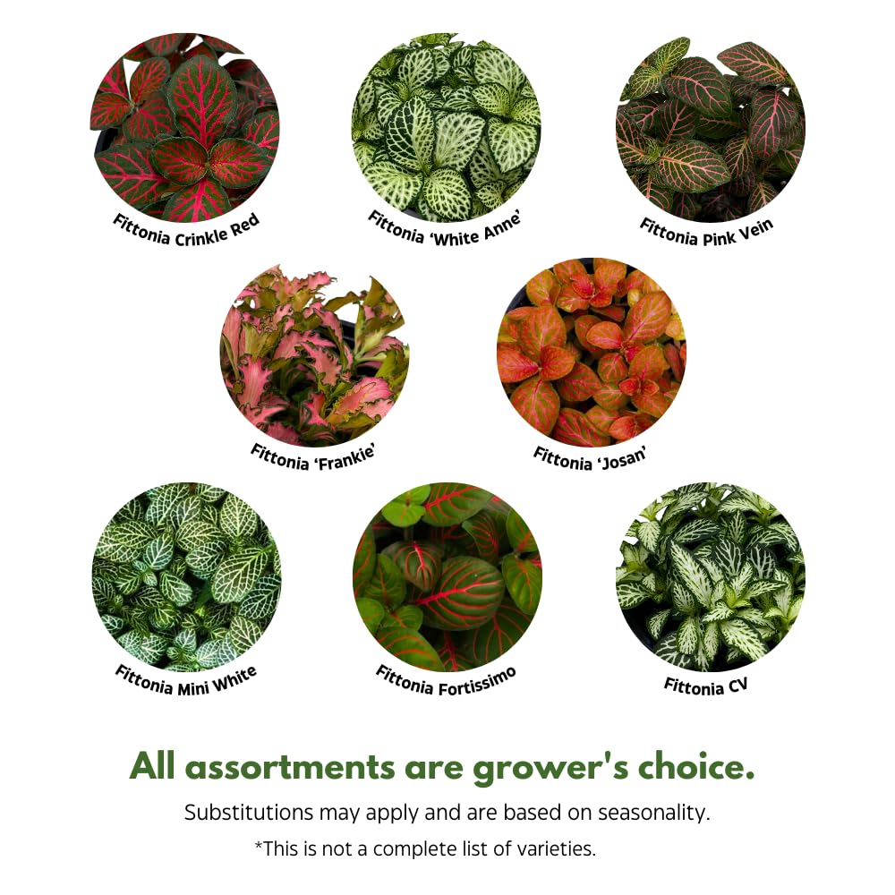 BubbleBlooms Fittonia Nerve Plant Assortment, 4 inch Set of 3, Red White and Pink, Mosaic Jewel Creeping Indoor Plant Albivenis
