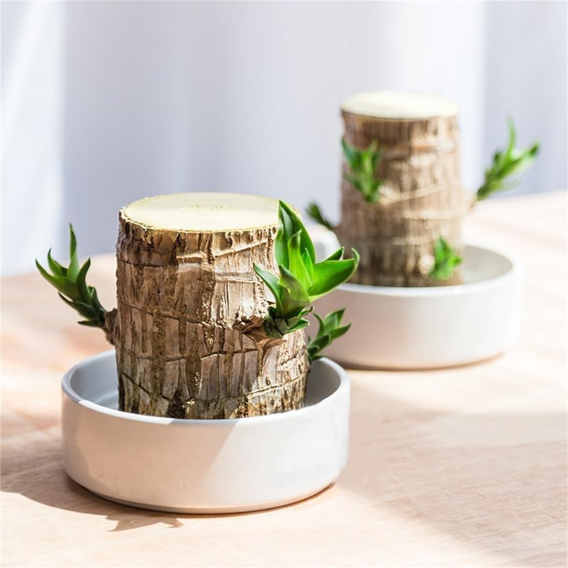 Brazilian Lucky Wood，Easy to Maintain and Purify the Air Brazilian Wood，Suitable for Living Rooms, Kitchens, Bedrooms, Desks, and Outdoor Gardens (2C)