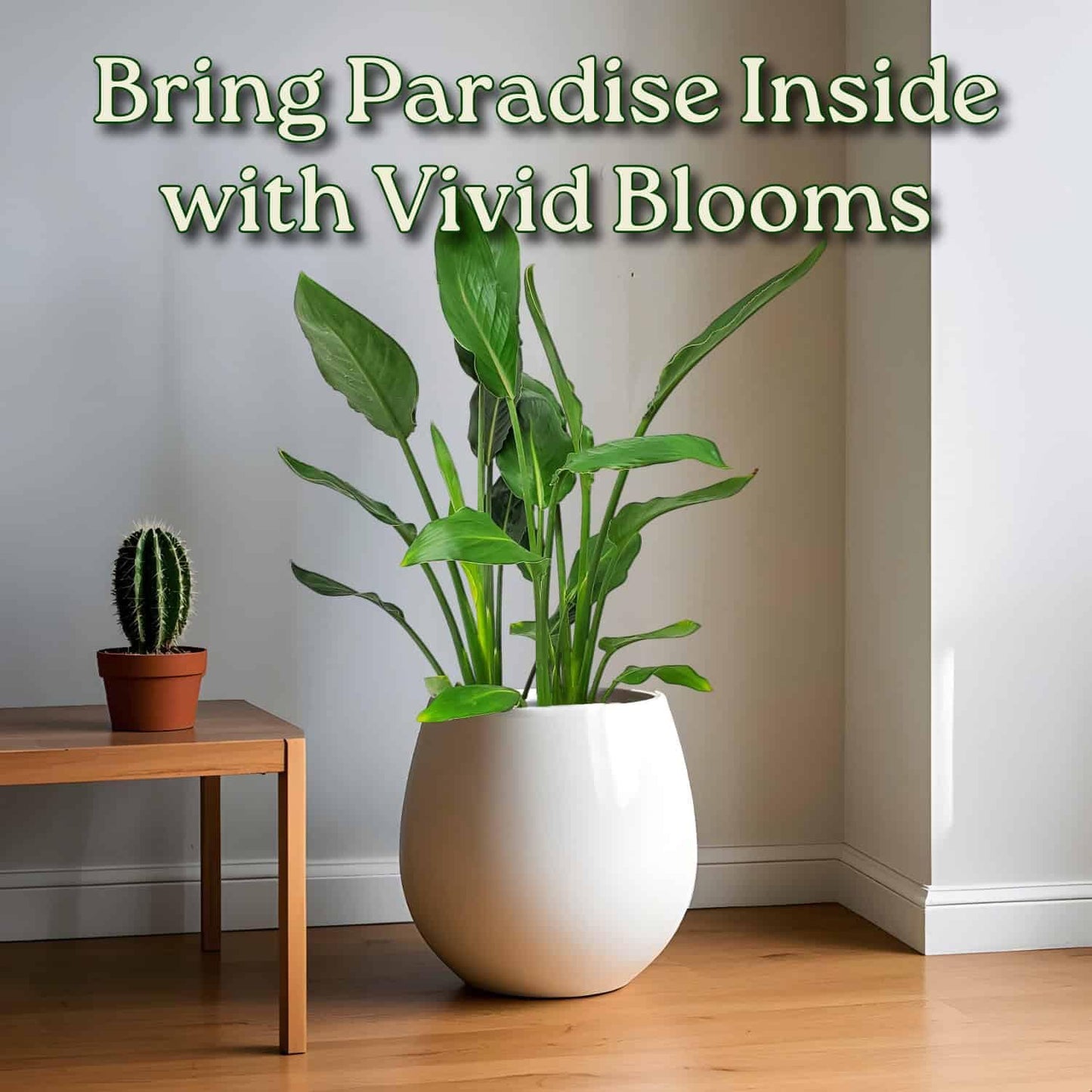 Tropical Plants of Florida Bird of Paradise Live Plant Orange Flower with Soil and Heat Pack - 3 Gallon 30 to 36 Inch Tall Indoor Outdoor Tropical Foliage Plant