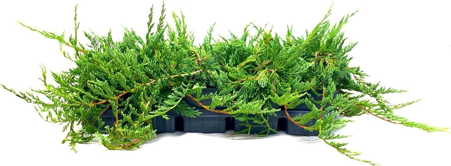 Bar Harbor Juniper | 3 Live 4 Inch Pots | Juniperus horizontalis 'Bar Harbor' | Perfect Lush Ground Cover & Landscape Accent | Drought Resistant & Low Maintenance