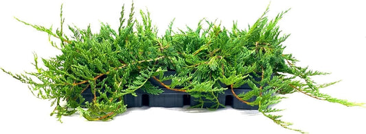 Bar Harbor Juniper | 3 Live 4 Inch Pots | Juniperus horizontalis 'Bar Harbor' | Perfect Lush Ground Cover & Landscape Accent | Drought Resistant & Low Maintenance