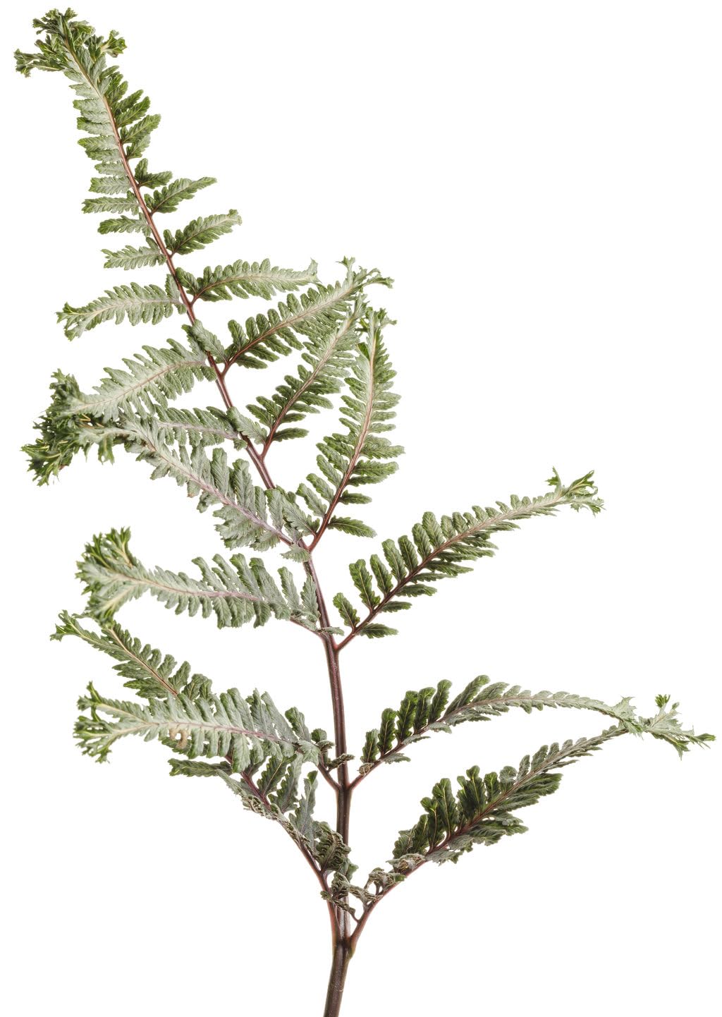 Live Plant from Green Promise Farms - Proven Winners, Athyrium niponicum 'Crested Surf' Japanese Painted Fern, Silver/Green FOL. Flowers - #1 Gallon Size Container