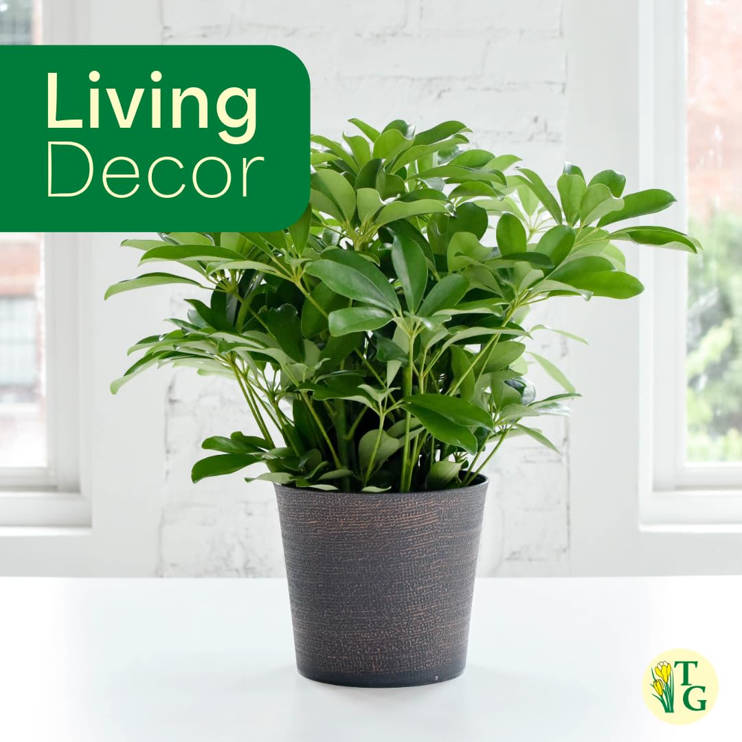 Thorsen's Greenhouse Live Arboricola Umbrella Tree Plant, Schefflera Arboricola, Natural Air Purifier, Easy to Grow, Live Indoor Houseplant, 6-inch Diameter (Sage (6" Pot))