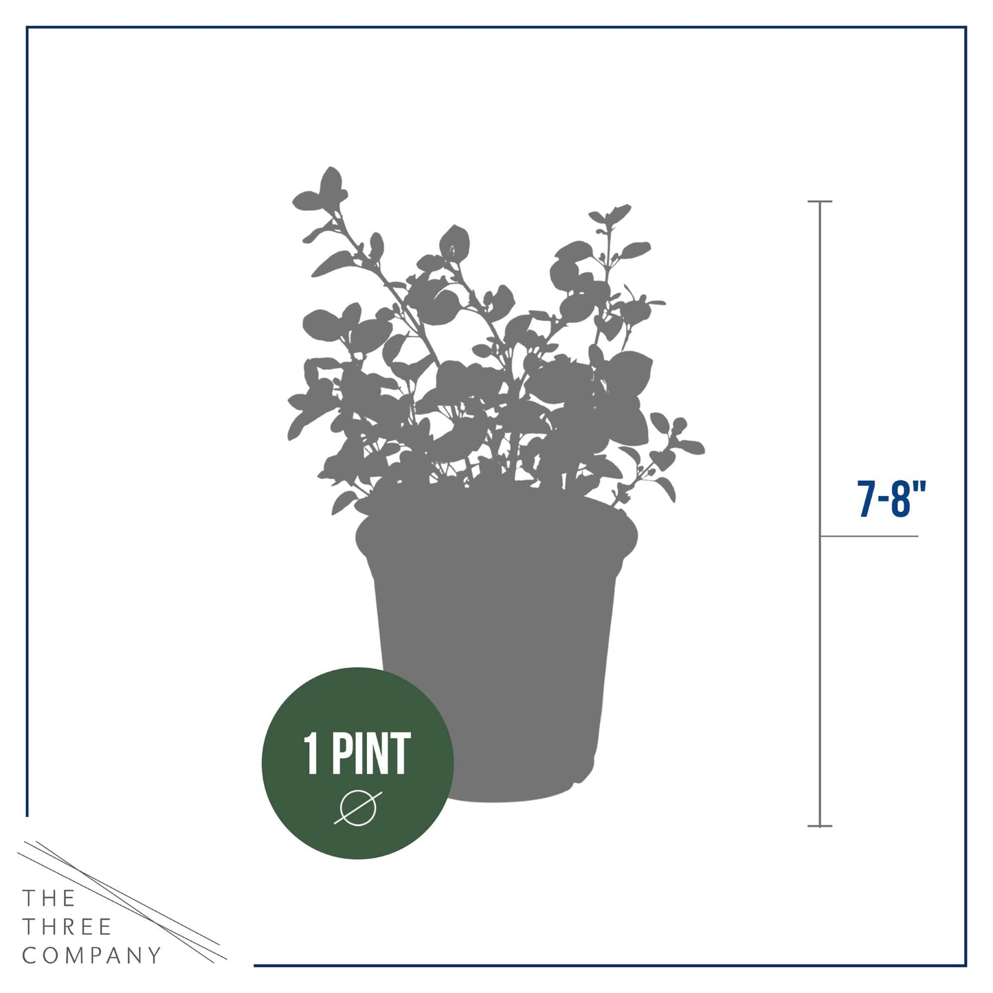 Live Aromatic and Edible Herb - Oregano (4 Per Pack), Loaded with Antioxidants, 8" Tall by 4" Wide in 1 Pint Pot