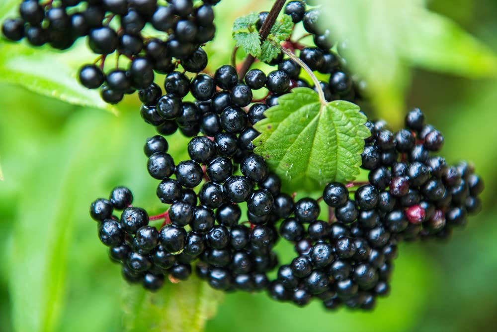 4 Fresh Black Bearing Elderberry Cuttings to Grow - Grow 4 Elderberry Tree Plants - Prized for Healthy Fruit…