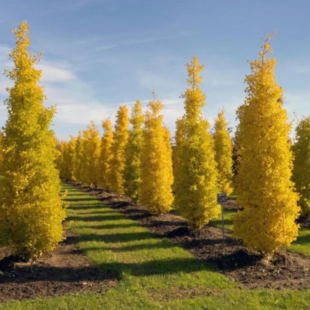 Ginkgo Biloba Tree Live Plant, Maidenhair Tree in Quart Pot, 1 Year Old Ginkgo Tree for Outdoor Planting, Yellow Leaf