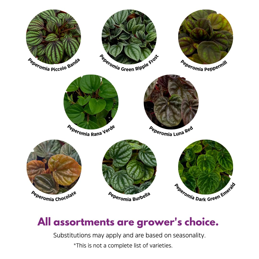 BubbleBlooms Peperomia Assortment, 6 Different peperomias in 2 inch pots Grower's Choice