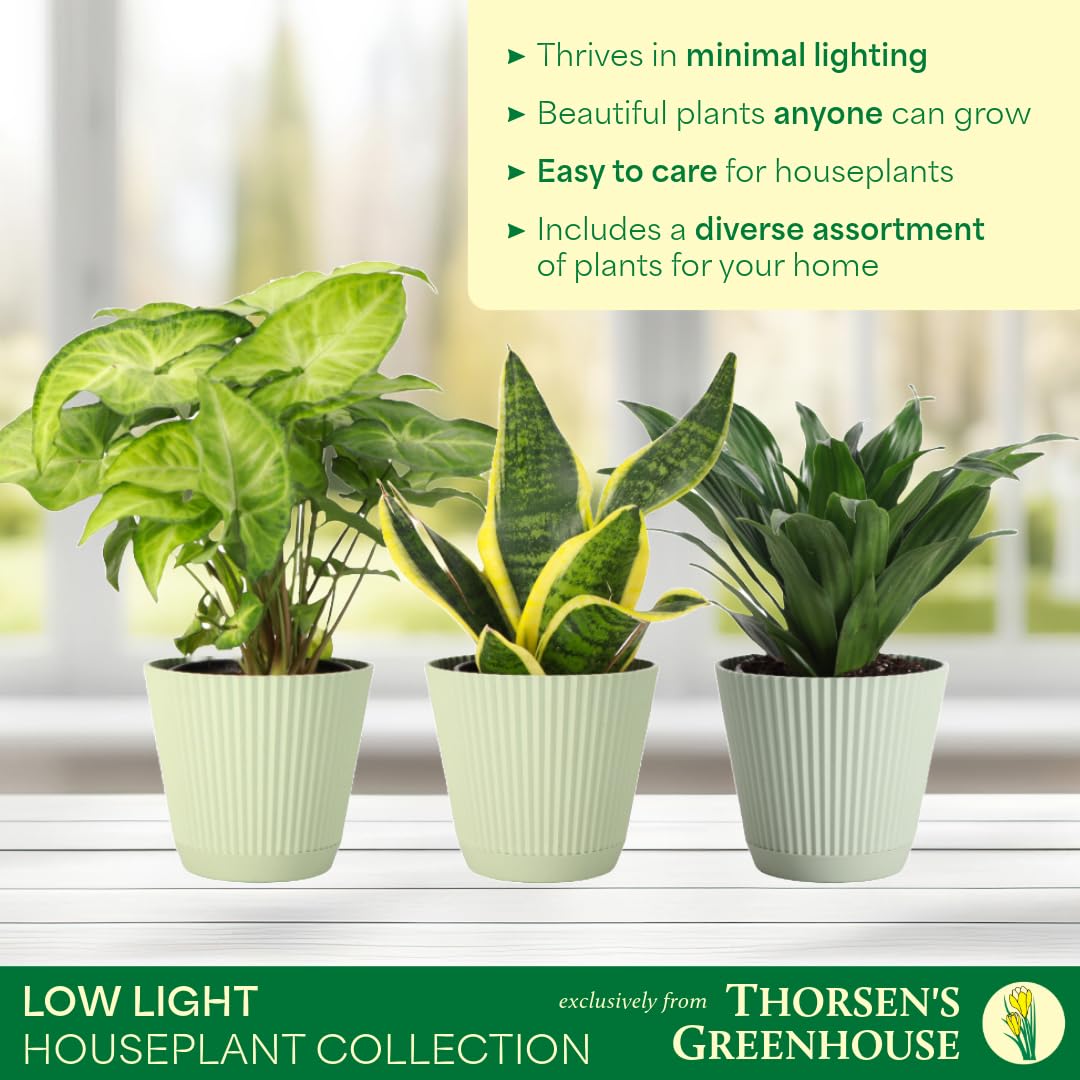 Thorsen's Greenhouse Live Low Light Houseplants (3 Pack), Easy to Grow Indoor Plants, Grower's Choice Bundle, 4-inch Diameter Established Plants, Decorative Sage Ruffled Pot (3-Pack)