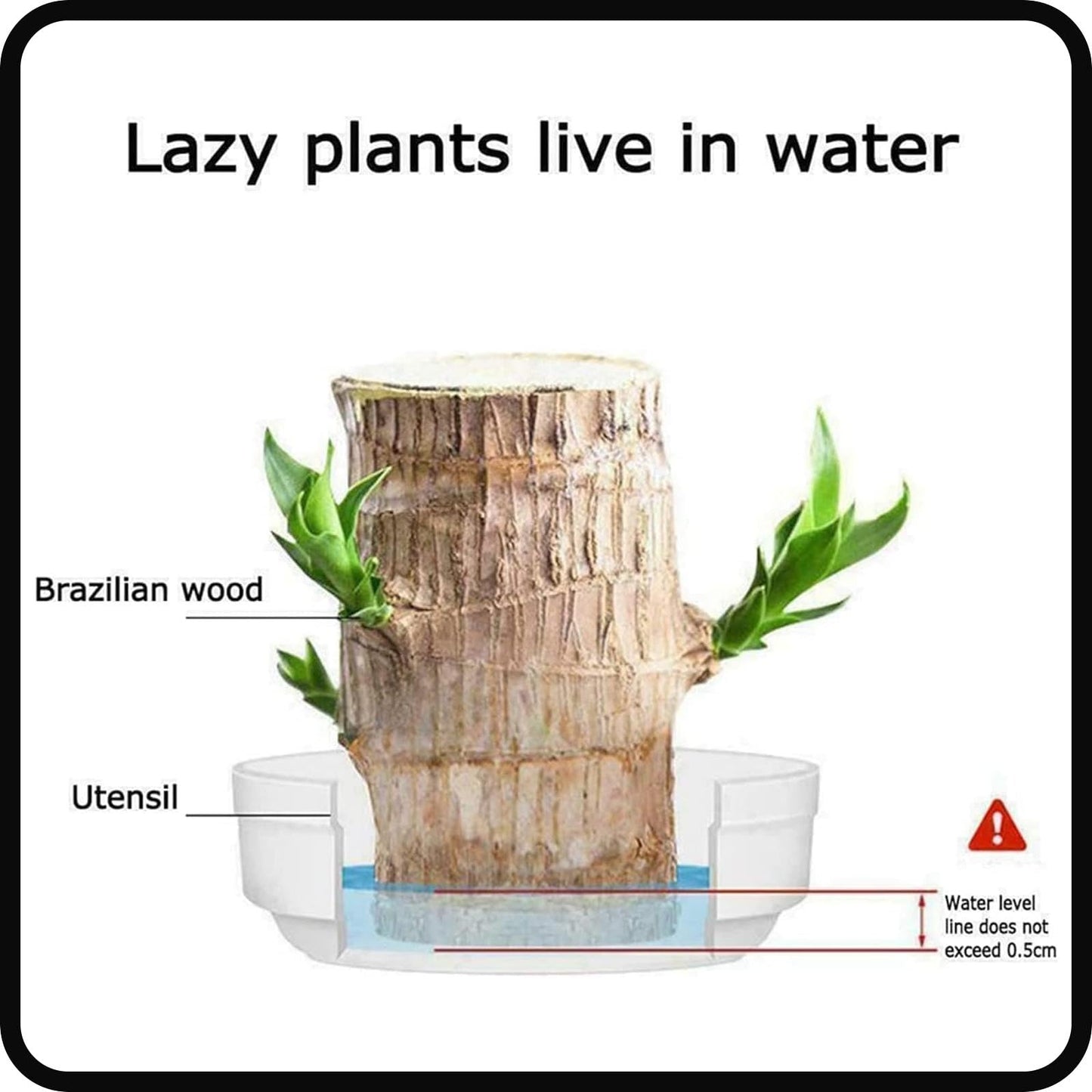 FETNHU Brazilian Wood Plant, Brazillian Wood with Panda Ornaments for Home Office (A)