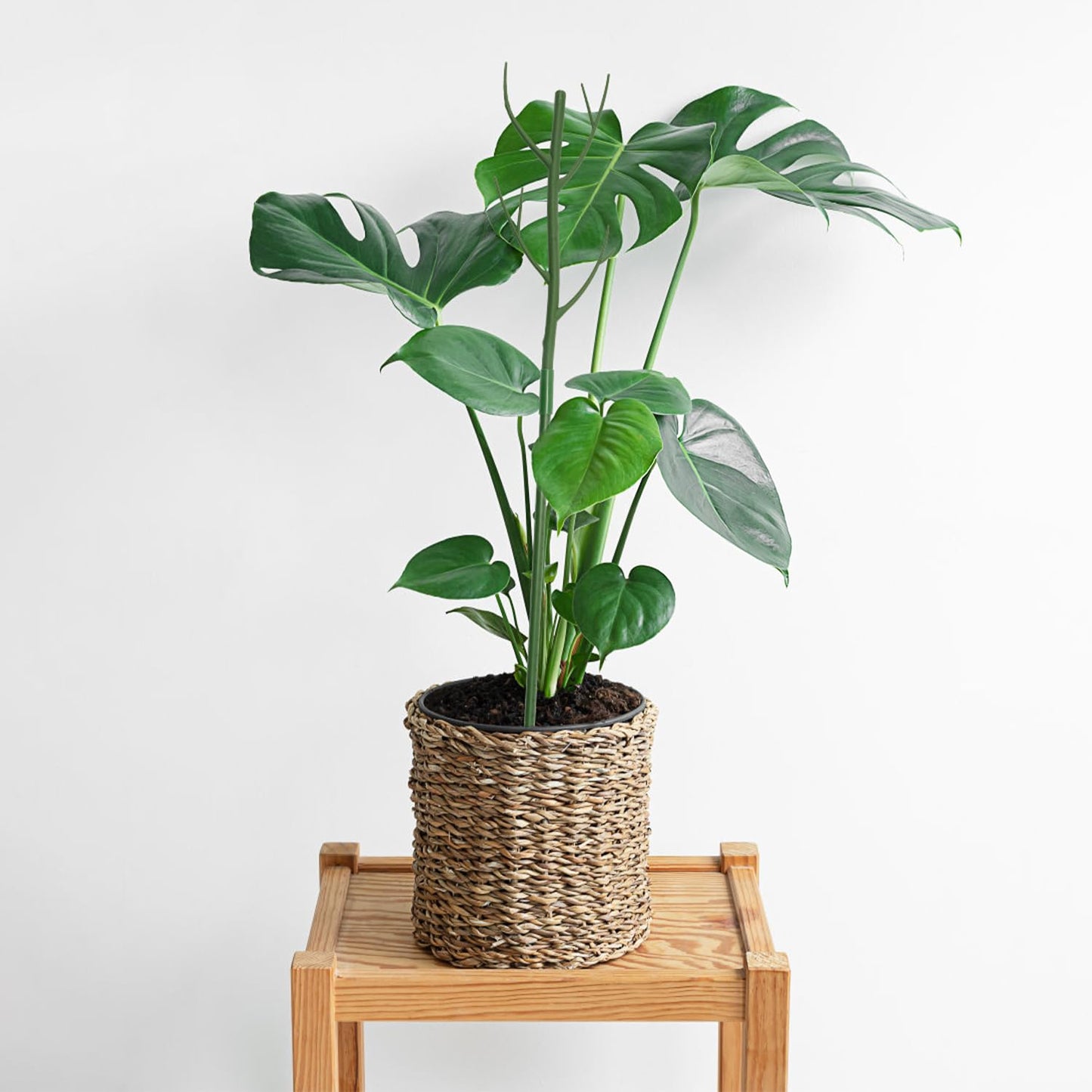 Linyona 12 Pack Monstera Plant Support Stakes, 27.5 Inch Natural Looking Detachable Plant Stakes for Climbing Plants, Includes 16 Orchid Clips & 12 Twist Ties & 65ft Garden Tie Outdoor Indoor