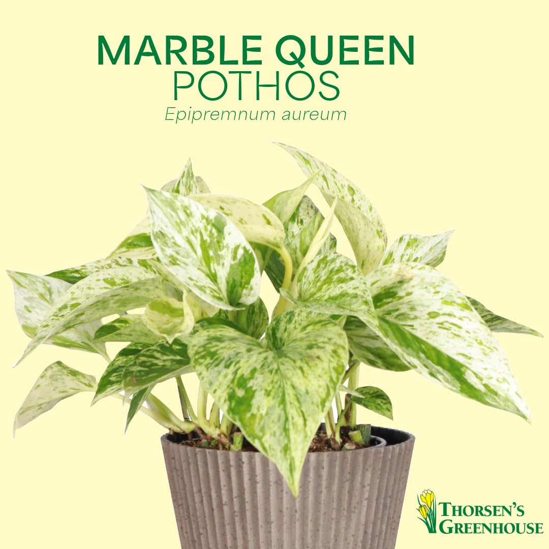 Thorsen's Greenhouse Marble Queen Pothos, Live Indoor Plant, Easy to Grow, Rare Variegated Houseplant, Natural Air Purifier, 4-inch Diameter Pot (Coffee)