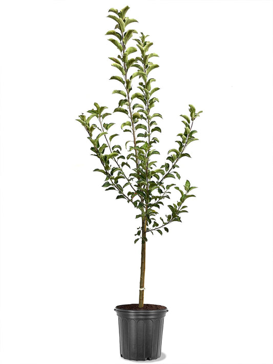 American Plant Exchange Apple Tree 'Honeycrisp' – Live Fruit-Bearing Plant, 2-3 ft Tall, 5-Gallon Pot, Cold-Hardy, Juicy & Crisp Red Harvest for Home Orchards, Backyard Gardens & Edible Landscapes