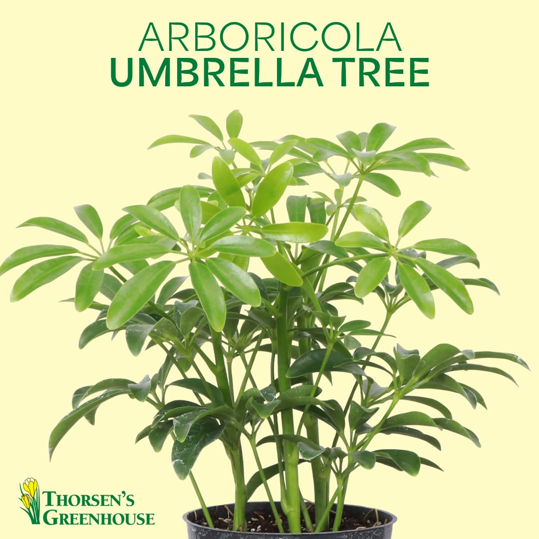 Thorsen's Greenhouse Live Arboricola Umbrella Tree Plant, Schefflera Arboricola, Natural Air Purifier, Easy to Grow, Live Indoor Houseplant, 4-inch Diameter (Sage)