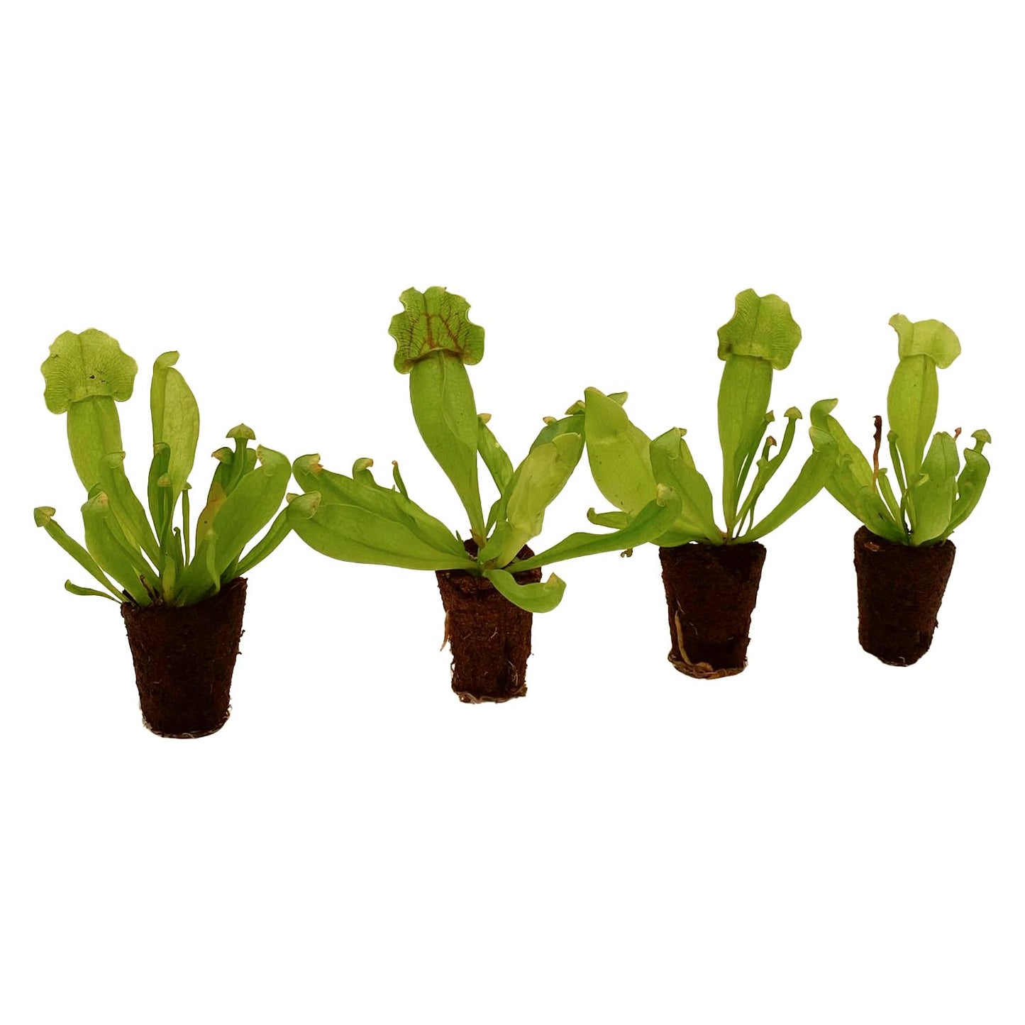 ragnaroc Sarracenia Purpurea SSP. Venosa 2-4" (Purple Pitcher Plant) 8ct – Live Plant for Indoor Outdoor Use, Carnivorous Plants – Live Arrival Guaranteed
