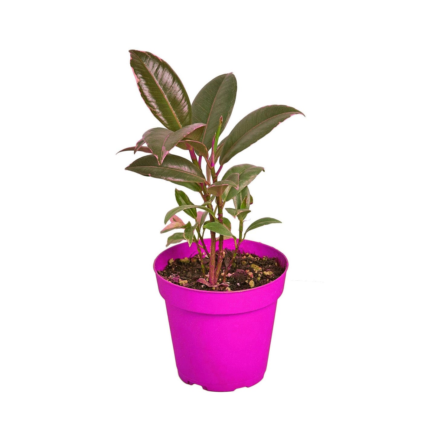 2 Pack Ficus Elastica 'Tineke' - 6" Pot in 6in Pot - Live Tropical Houseplant - Easy to Grow | Air Purifying | Variegated | USA Growers | The Snobby Leaf