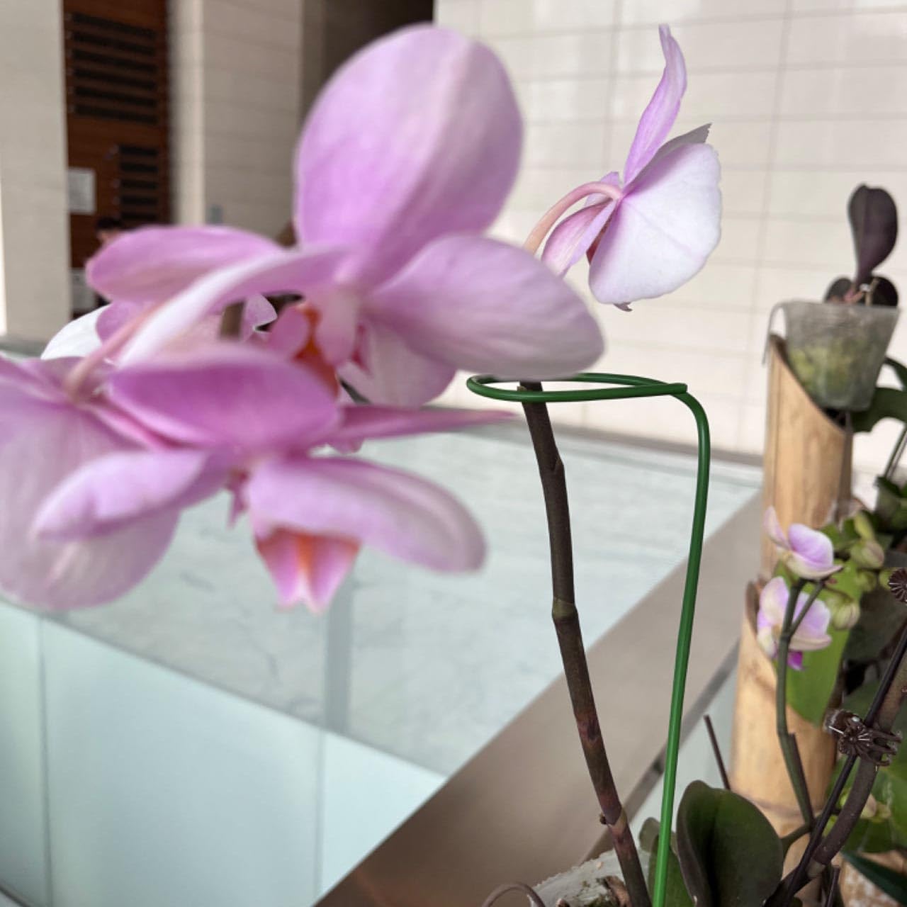 24 Inch Orchid Stakes Pack of 10, Plant Support Stake Bendable Plant Orchid Stick