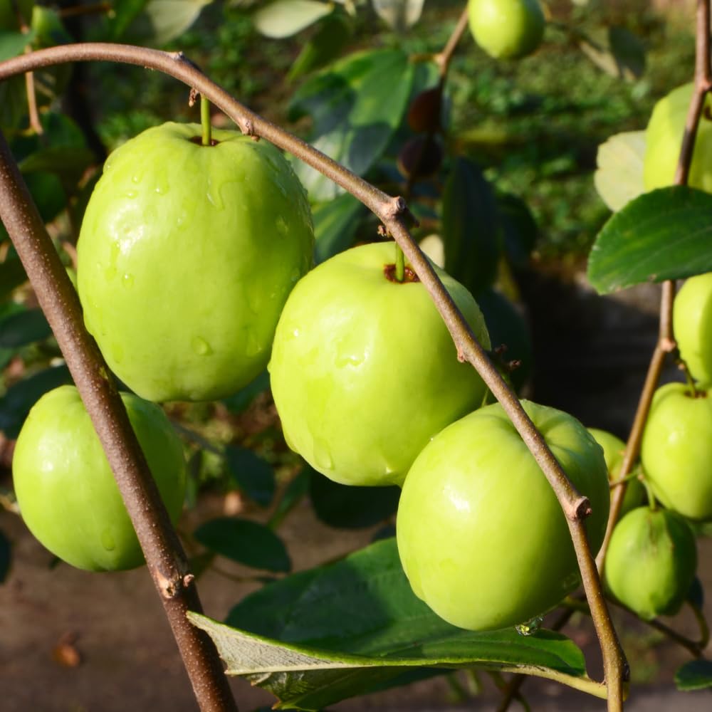 Thai Jujube Tree Live Plant in 3 Gallon Container, Sweet Apple Date Tree, 2 Feet Tall, Hardy and Perennial, No Ship to CA