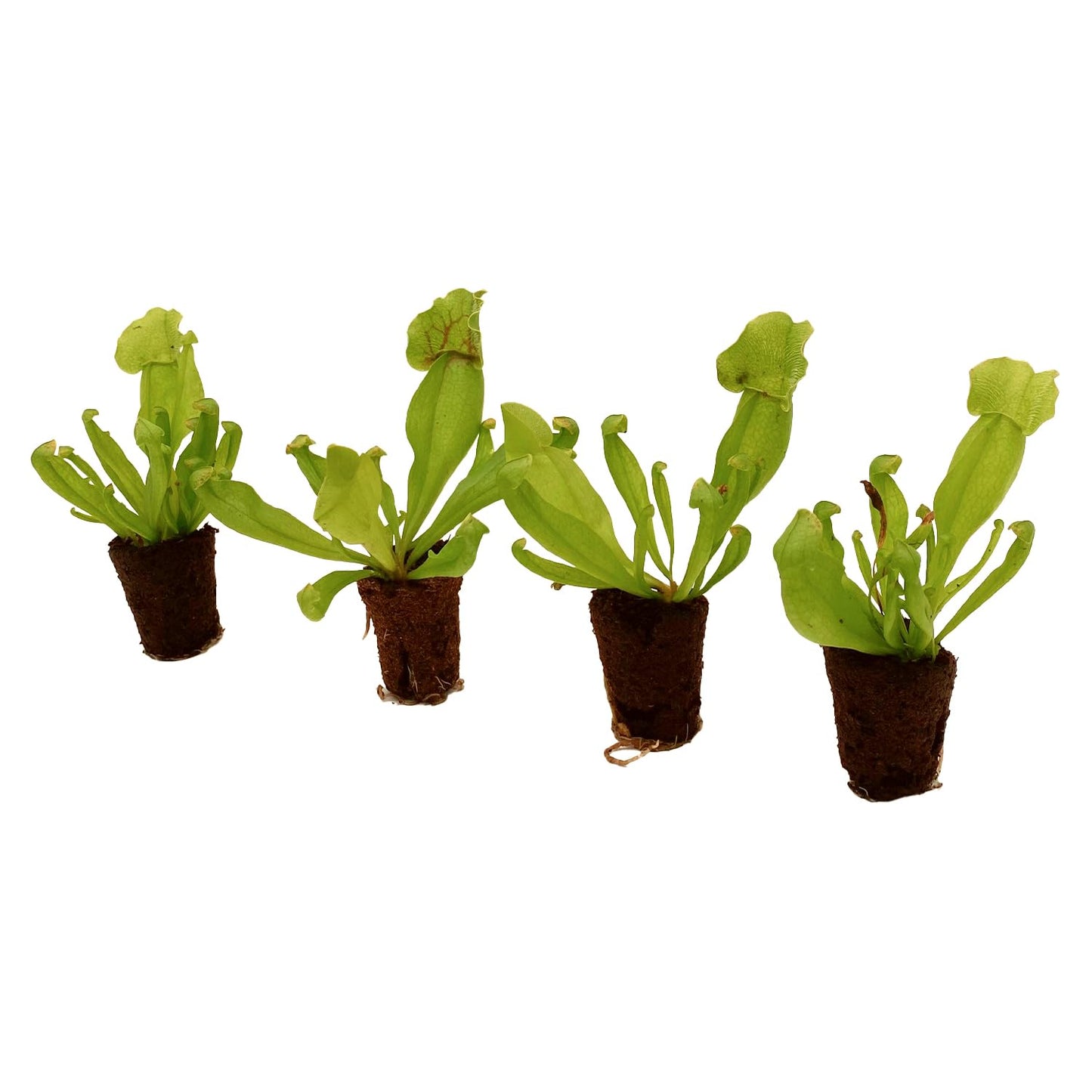 ragnaroc Sarracenia Purpurea SSP. Venosa 2-4" (Purple Pitcher Plant) 8ct – Live Plant for Indoor Outdoor Use, Carnivorous Plants – Live Arrival Guaranteed