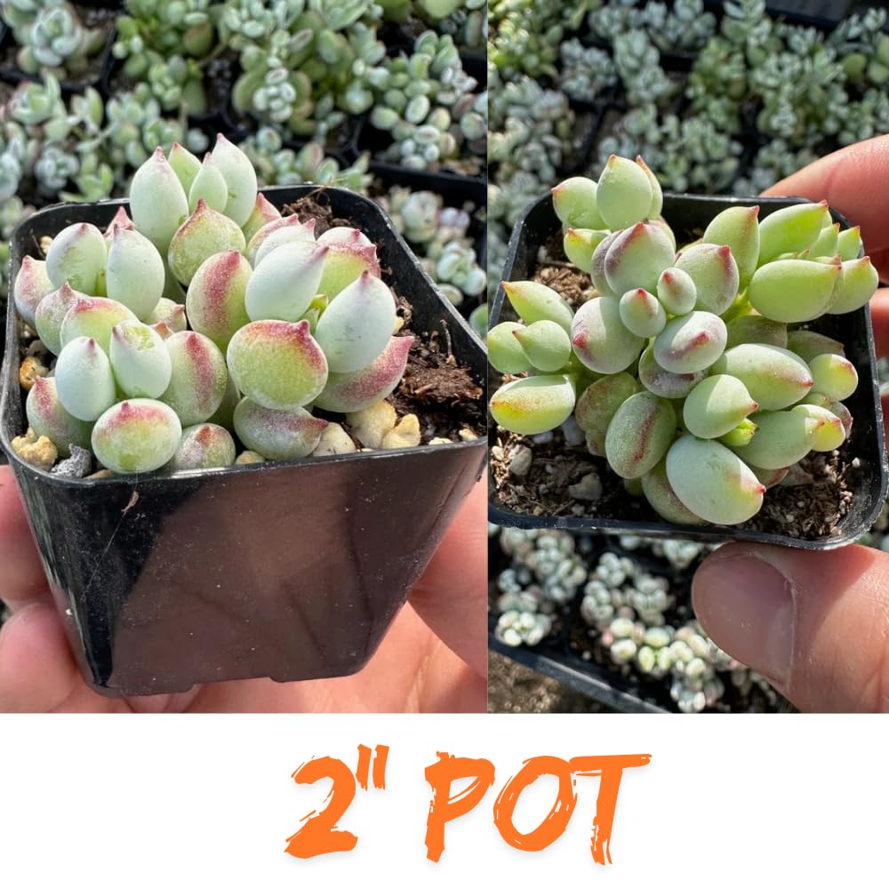 Cotyledon Pendens Succulent Live Plant Potted, Trailing Succulent Rare House Plant for Home Office Decoration, Indoor Outdoor Growing, 2" Pot, Starter Plants