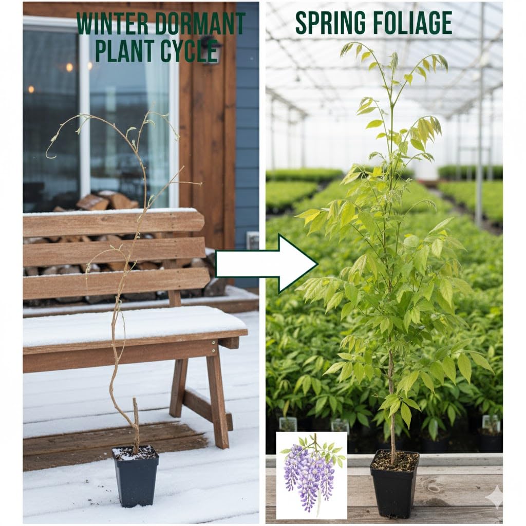 Purple Wisteria Vine Live Plant, 6-12" Tall in 2.5 Inch Pot, Hardy Climbing Flowering Plant for Garden or Patio,Wisteria Tree