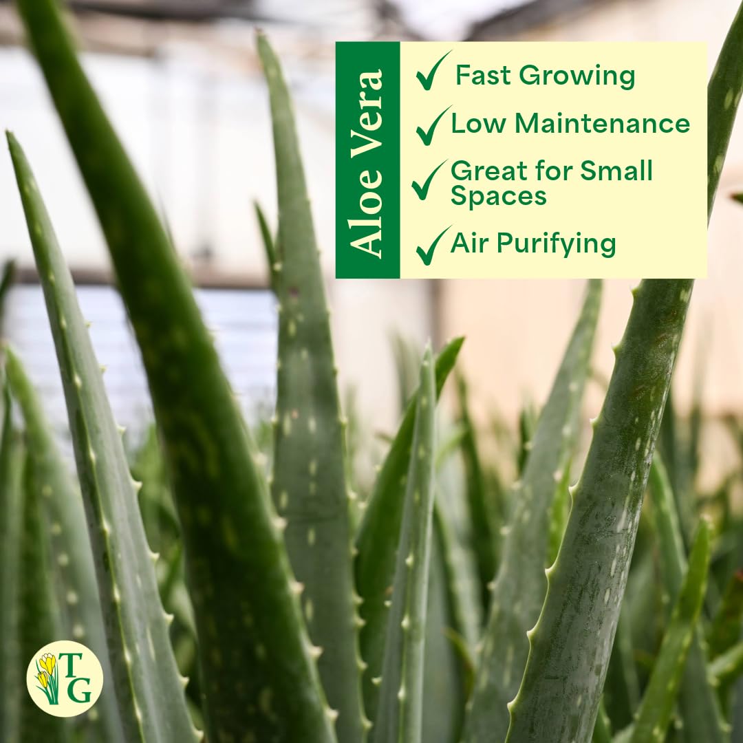 Thorsen's Greenhouse Aloe Vera, Live Indoor Plant, Aloe barbadensis, Easy to Grow, Succulent, Natural Air Purifier, 6" Diameter Pot (Navy)