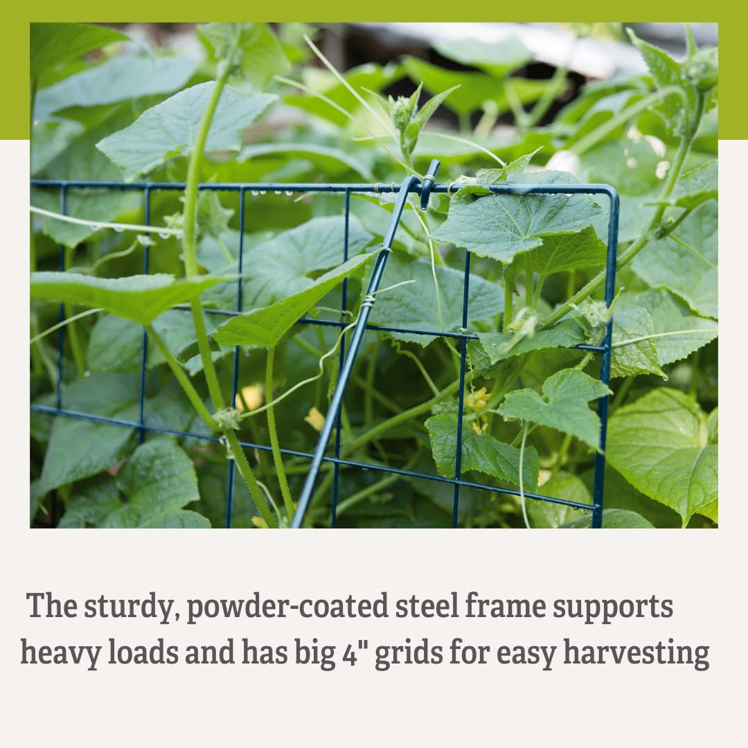 Gardeners Supply Company Sturdy Large Cucumber Trellis Support | Foldable Tough Metal Frame for Outdoor Climbing Plants Support | Best for Easy Harvesting and Easy Installation - 48" W x 48" H